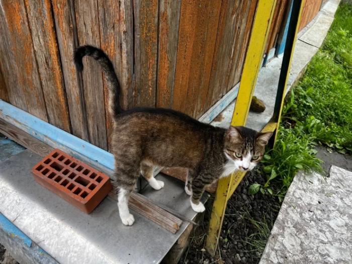 “Мы никому не нужны, кроме них“. Казахстанка “отдала“ свой дом кошкам “Мы никому не нужны, кроме них“. Казахстанка “отдала“ свой дом кошкам