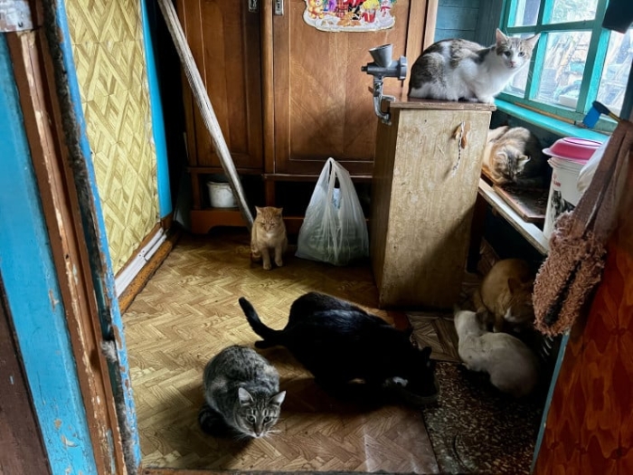 “Мы никому не нужны, кроме них“. Казахстанка “отдала“ свой дом кошкам “Мы никому не нужны, кроме них“. Казахстанка “отдала“ свой дом кошкам