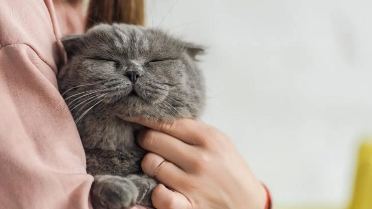 Зона для питомцев появится в аэропорту Алматы: там можно будет успокоить четвероногого друга перед полётом
Зона для питомцев появится в аэропорту Алматы: там можно будет успокоить четвероногого друга перед полётом