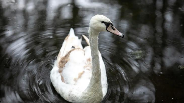 
                                                                                                                                                                                                                                                                                                                                                                                                                                                                                                Двое мужчин издевались над лебедями в Ботаническом саду Алматы
                                                            