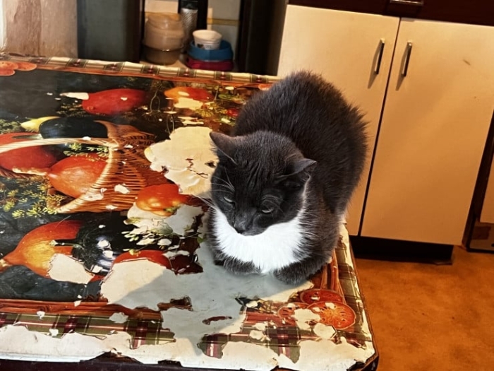 “Мы никому не нужны, кроме них“. Казахстанка “отдала“ свой дом кошкам “Мы никому не нужны, кроме них“. Казахстанка “отдала“ свой дом кошкам