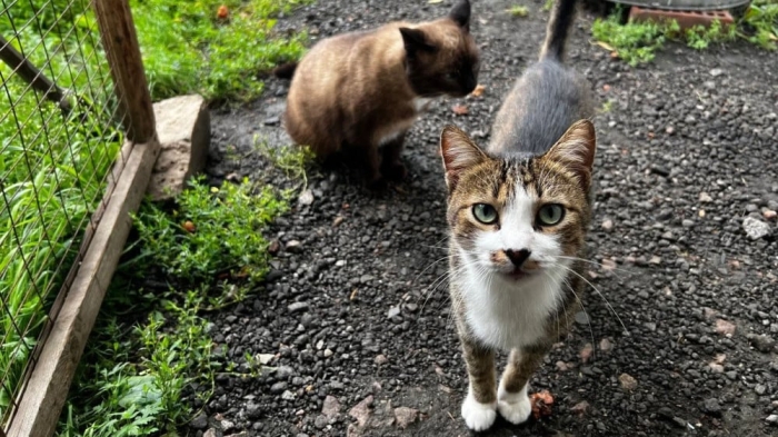 “Мы никому не нужны, кроме них“. Казахстанка “отдала“ свой дом кошкам “Мы никому не нужны, кроме них“. Казахстанка “отдала“ свой дом кошкам