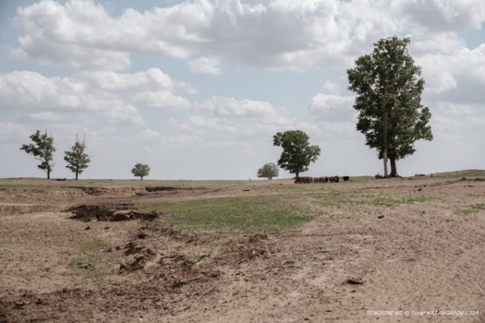 "Было 120 дворов, осталось - 14". Как в области Абай лесники не дают умереть целому селу "Было 120 дворов, осталось - 14". Как в области Абай лесники не дают умереть целому селу
