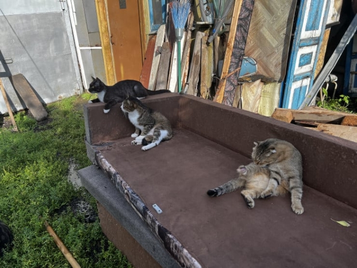 “Мы никому не нужны, кроме них“. Казахстанка “отдала“ свой дом кошкам “Мы никому не нужны, кроме них“. Казахстанка “отдала“ свой дом кошкам