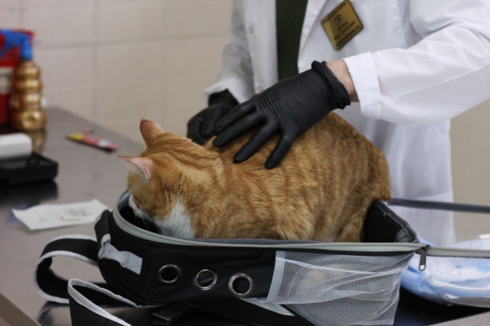 Как чипируют домашних животных в Казахстане