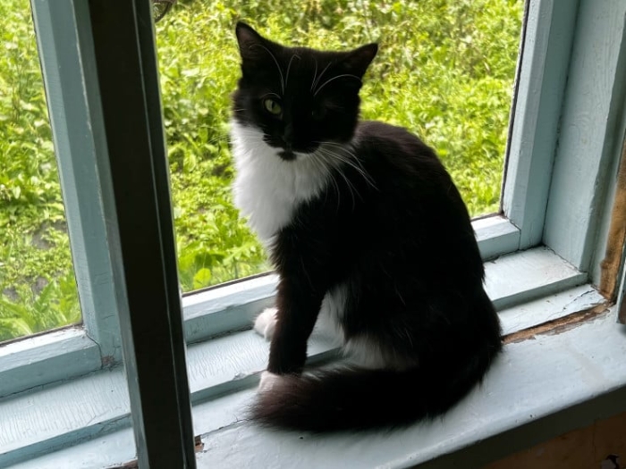 “Мы никому не нужны, кроме них“. Казахстанка “отдала“ свой дом кошкам “Мы никому не нужны, кроме них“. Казахстанка “отдала“ свой дом кошкам