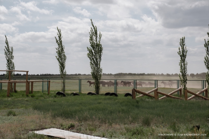 "Было 120 дворов, осталось - 14". Как в области Абай лесники не дают умереть целому селу "Было 120 дворов, осталось - 14". Как в области Абай лесники не дают умереть целому селу