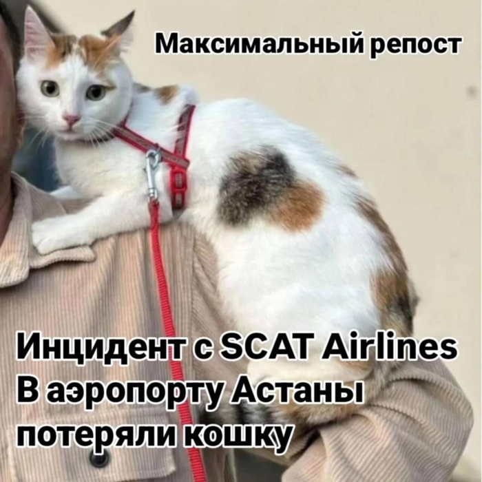 
Кошка сбежала из переноски и потерялась в аэропорту Астаны: поиски длятся уже шесть дней
