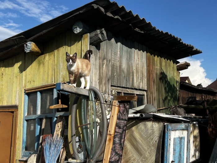 “Мы никому не нужны, кроме них“. Казахстанка “отдала“ свой дом кошкам “Мы никому не нужны, кроме них“. Казахстанка “отдала“ свой дом кошкам