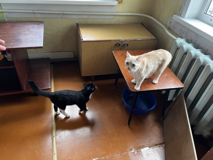 “Мы никому не нужны, кроме них“. Казахстанка “отдала“ свой дом кошкам “Мы никому не нужны, кроме них“. Казахстанка “отдала“ свой дом кошкам