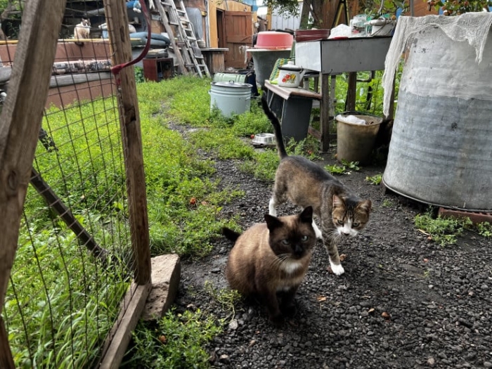 “Мы никому не нужны, кроме них“. Казахстанка “отдала“ свой дом кошкам “Мы никому не нужны, кроме них“. Казахстанка “отдала“ свой дом кошкам
