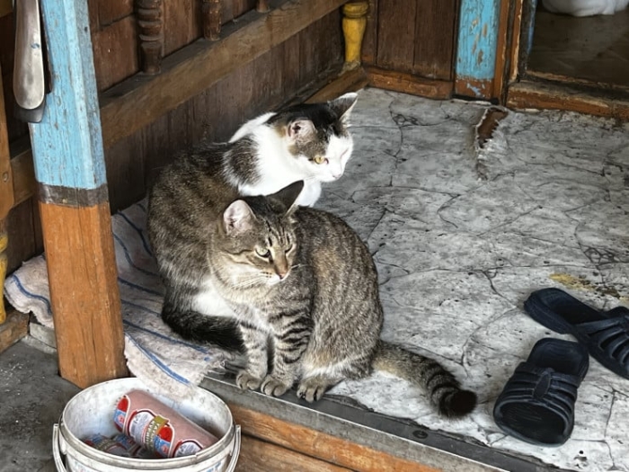 “Мы никому не нужны, кроме них“. Казахстанка “отдала“ свой дом кошкам “Мы никому не нужны, кроме них“. Казахстанка “отдала“ свой дом кошкам